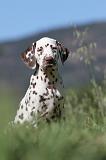 DALMATIEN 056